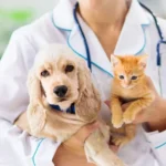 How Do Pet Insurance Know About Pre-Existing Conditions In The UK