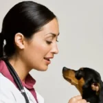 Best 5 Pet Insurance Companies In Brighton