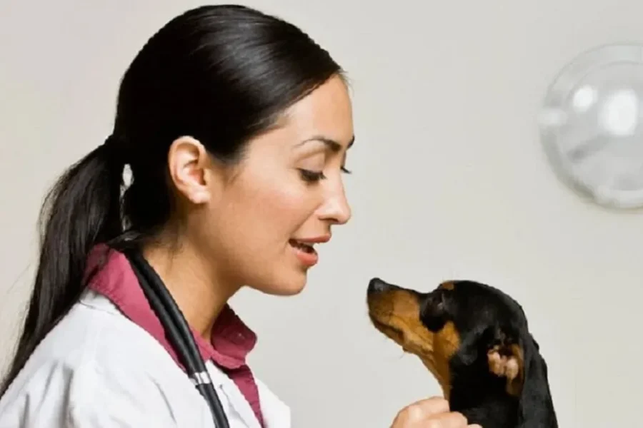 Best 5 Pet Insurance Companies In Brighton