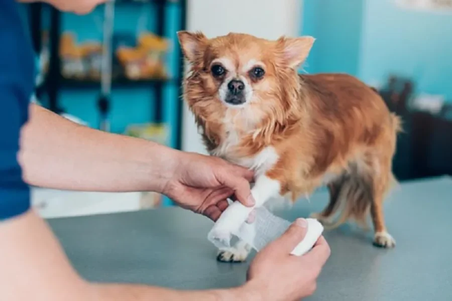Best Pet Insurance Companies UK