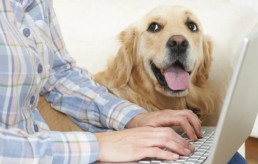 Can Pet Insurance Be Transferred To A New Owner ?