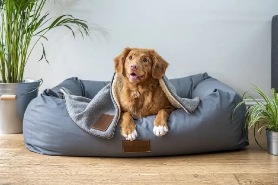 Is Pet Insurance Mandatory In UK ?