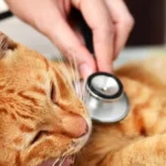 Will Pet Insurance Cover Pre-existing Conditions In The UK