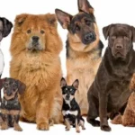 Pet Insurance That Covers Pre-existing Conditions