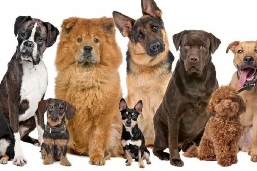 Pet Insurance That Covers Pre-existing Conditions