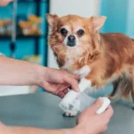 Which Pet Insurance Is Best For Dogs ?