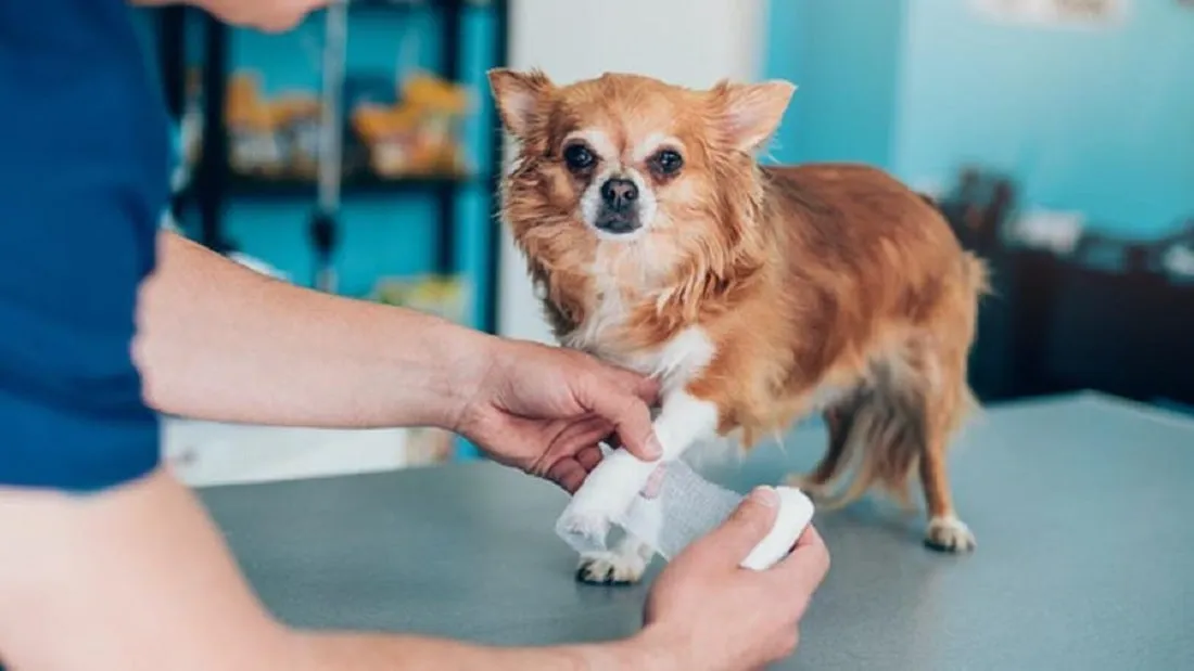 Which Pet Insurance Is Best For Dogs ?