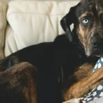 Why Is Pet Insurance So Expensive ?