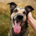 Is Diarrhea A Pre Existing Condition Pet Insurance UK ?