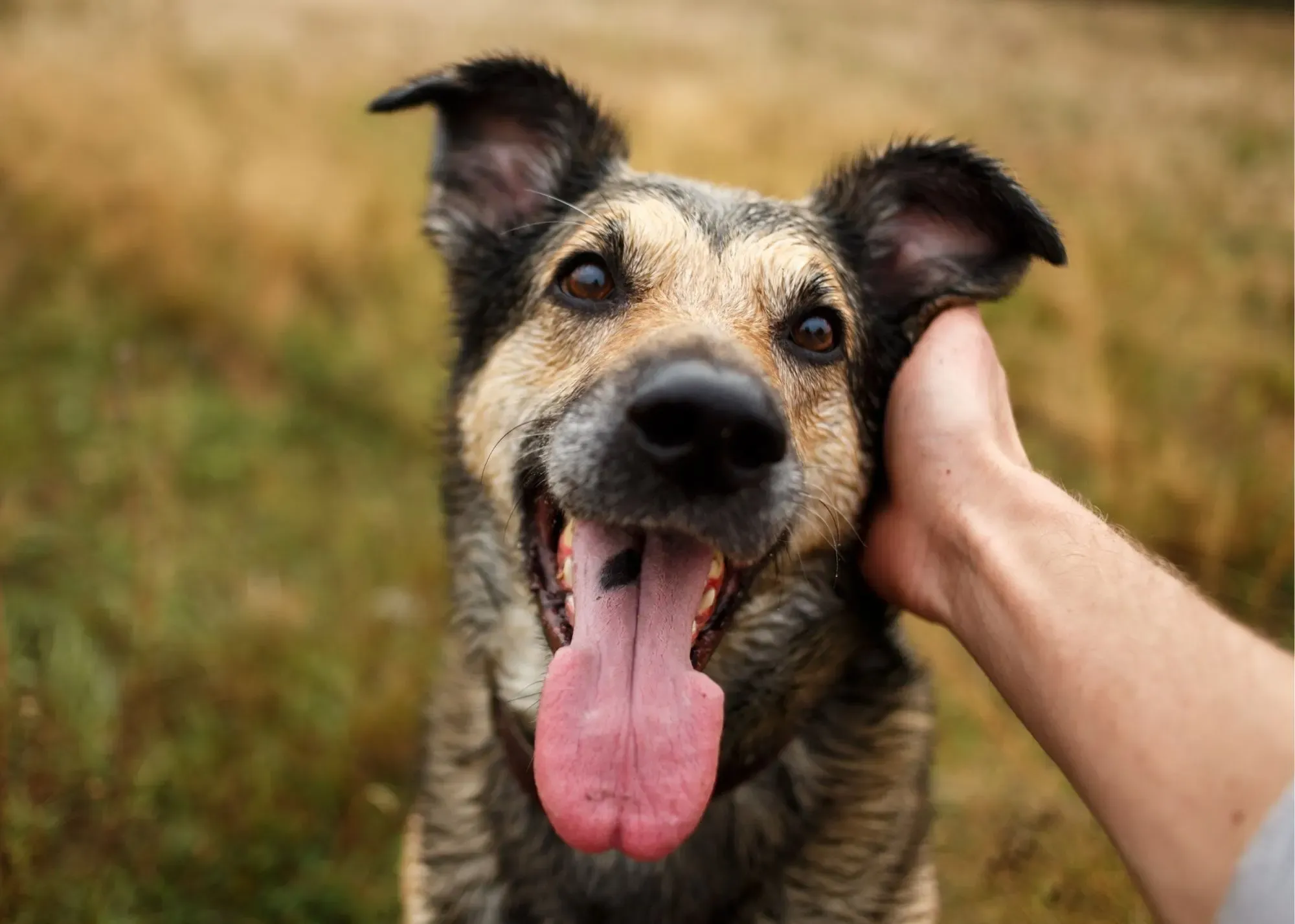 Is Diarrhea A Pre Existing Condition Pet Insurance UK ?